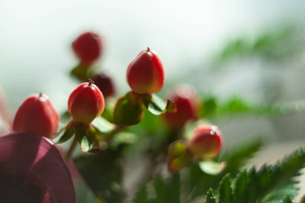 Red berry hypericum with green leaves in bouquet by Helios