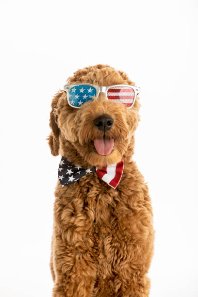 istock Goldendoodle Puppy American Flag Studio Portrait 1248608099