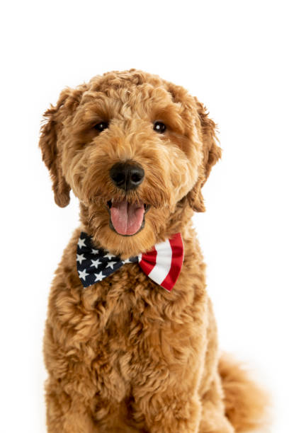 istock Goldendoodle Puppy American Flag Studio Portrait 1248608101