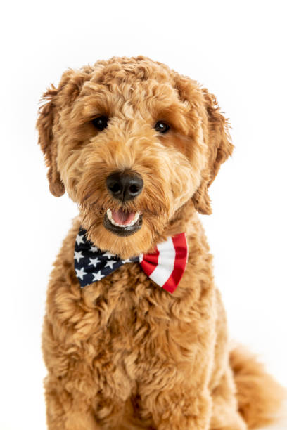 istock Goldendoodle Puppy American Flag Studio Portrait 1248608102