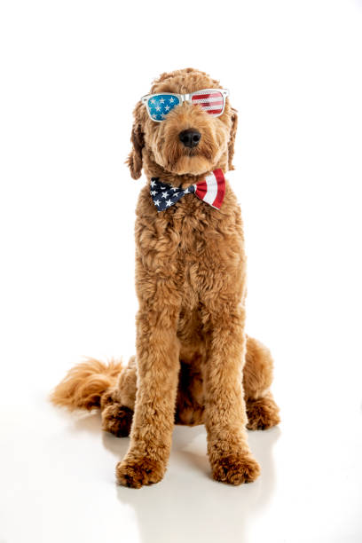 istock Goldendoodle Puppy American Flag Studio Portrait 1248608105