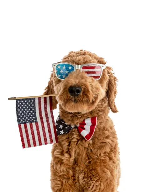 High quality stock photo of a Goldendoodle puppy with an American Flag bow tie.