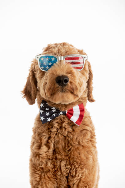 istock Goldendoodle Puppy American Flag Studio Portrait 1248608107