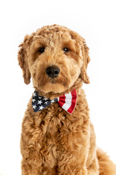 istock Goldendoodle Puppy American Flag Studio Portrait 1248608108