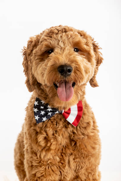 istock Goldendoodle Puppy American Flag Studio Portrait 1248608109