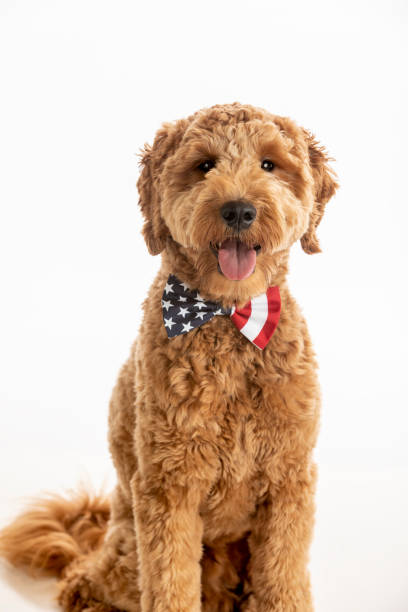 istock Goldendoodle Puppy American Flag Studio Portrait 1248608114
