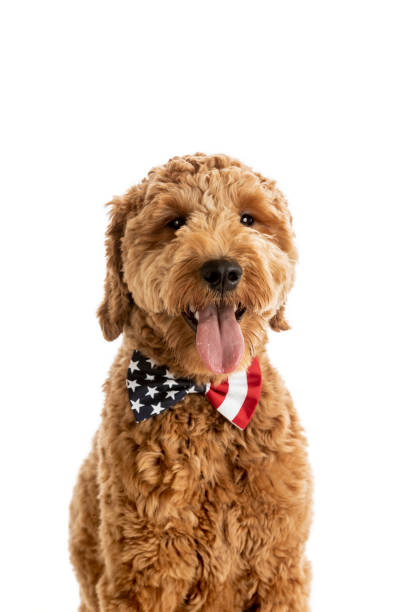 istock Goldendoodle Puppy American Flag Studio Portrait 1248608115