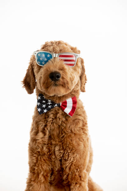 istock Goldendoodle Puppy American Flag Studio Portrait 1248608117