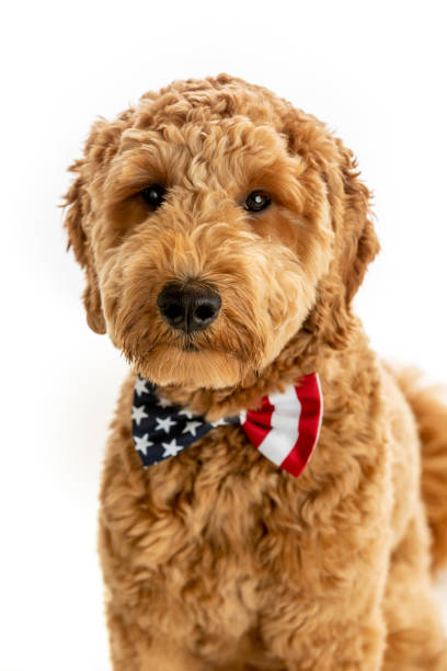istock Goldendoodle Puppy American Flag Studio Portrait 1248608118