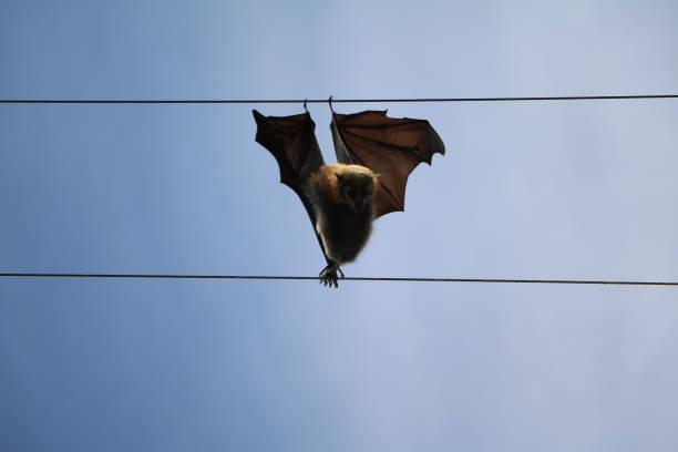 istock Pteropus vampyrus hangs in the power line, Australia 1248608186
