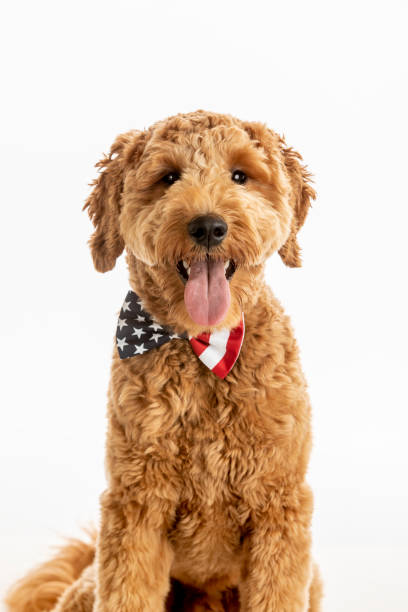istock Goldendoodle Puppy American Flag Studio Portrait 1248608696