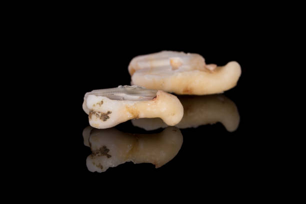 Pop Out Tooth 40+ Pull Out Tooth Stock Photos, Pictures & Royalty-Free Images - iStock