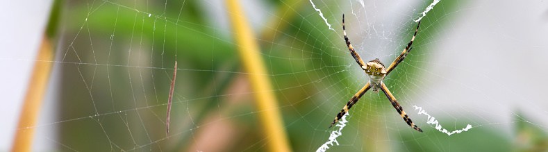 Black and Yellow Argiope spider on web in the garden. long banner