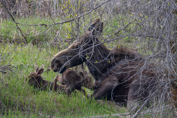 istock Moose caring for her with two day old calves 1248610864