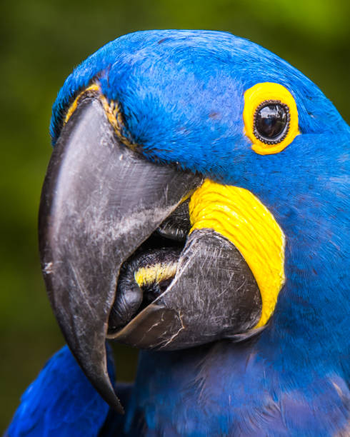 istock Blue Parrot Hyacinth Macaw 1248612188