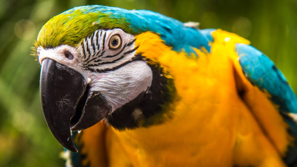 istock Blue and Gold Macaw parrot 1248612196