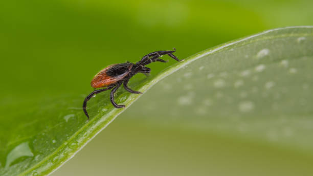 istock Wet deer tick lurking on green leaf with rain drops. Ixodes ricinus or scapularis 1248612634