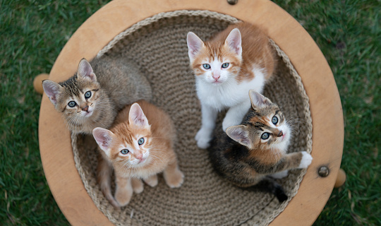 four kitten is looking at the camera on the pet basket