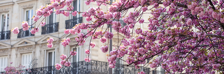 Spring in Paris, France: beautiful sakura cherry blossom in a parc in city center. Pink cloud, fresh green leaves, old buildings on background. Sightseeing, discovering new interesting places. Banner