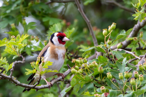 Back yard wild life in the summer goldfinch on the tree branch with green leaves goldfinch stock pictures, royalty-free photos & images