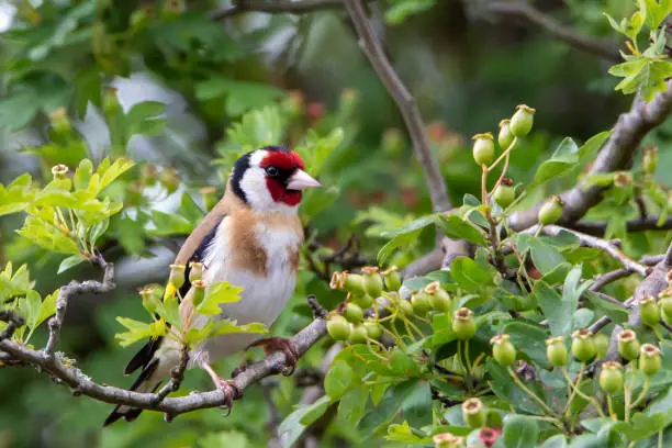 goldfinch on the tree branch with green leaves