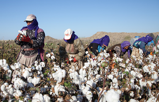 Workers collecting cotton in the cotton field, Adana, Turkey.9 September 2014.