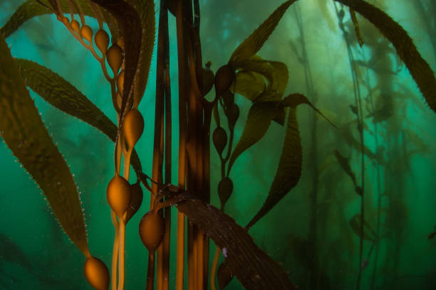 Forest of Giant Kelp Underwater A forest of Giant kelp, Macrocystis pyrifera, grows in the cold eastern Pacific waters that flow along the California coast. Kelp forests support a surprising and diverse array of marine biodiversity. point lobos state reserve stock pictures, royalty-free photos & images