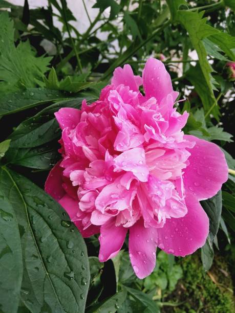 istock A bright pink peony begins to bloom in the rain 2 1248616832
