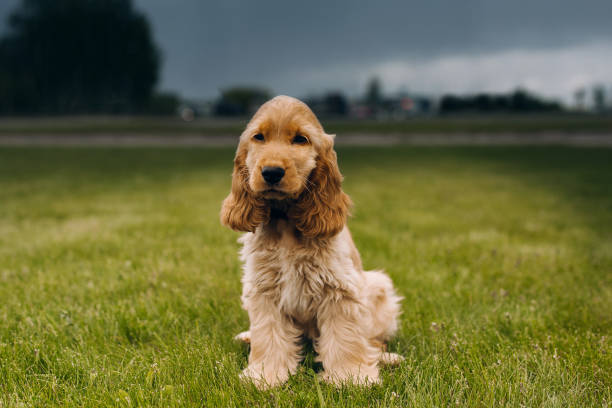 istock Cocker spaniel puppy is sitting at the grass 1248617784