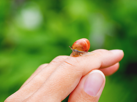 Small brown  snail crawls on a woman's finger. Natural background with small mollusk.