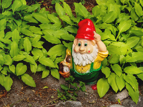 Garden gnome with basket full of mushrooms. Colorful sculpture in leaves of Hosta plant. Summer sunset in garden.
