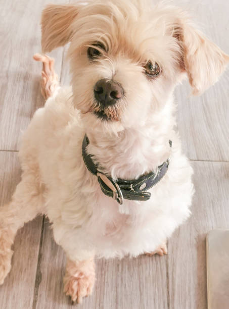 istock Faithful friend - Jazz. 1248625388