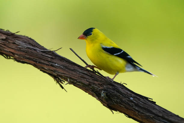 istock Male Gold finch perching on vine and other branches 1248625642