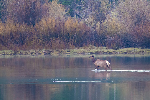 Cow elk crossing river in early morning springtime