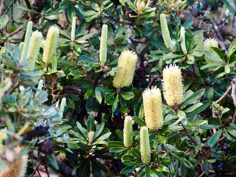 Closeup photo of a flowering Banksia tree growing on the north coast of NSW