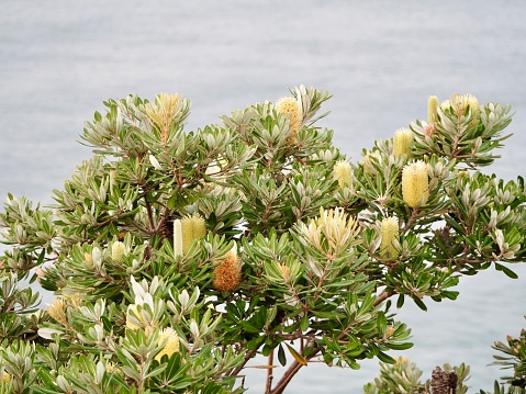 Closeup photo of a flowering Banksia tree growing on the north coast of NSW