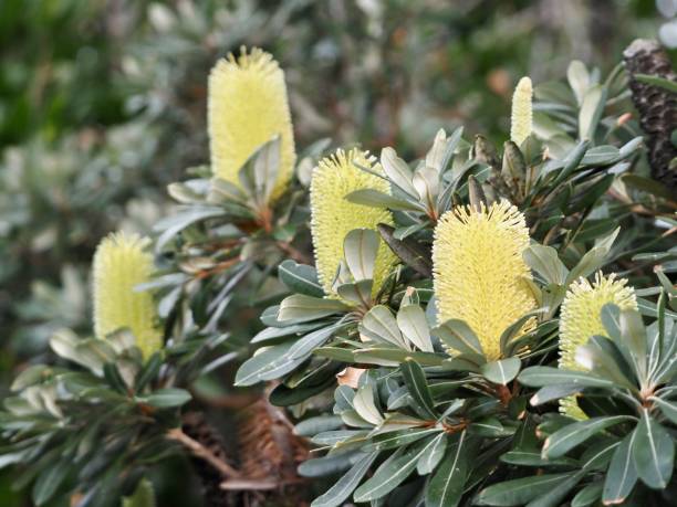 австралийская прибрежная banksia - australian culture flower indigenous culture plant стоковые фото и изображения