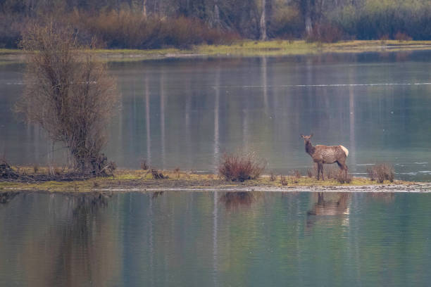 istock Cow elk (female) crossing the snake river in still water 1248628188
