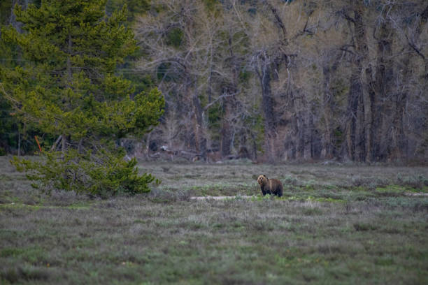 istock Grizzly bear walking and looking for food 1248629017