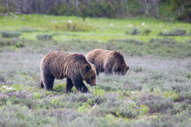 istock Two Grizzly bear young siblings walking and looking for food 1248629266