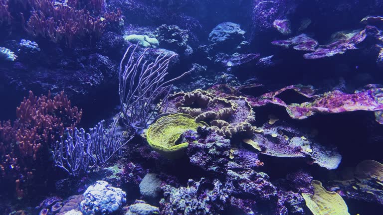 A beautiful aquarium filled with bluish water and algae, corals, shells. Bluish and purple. The calm movement of water. No fish. Side view, close shooting.