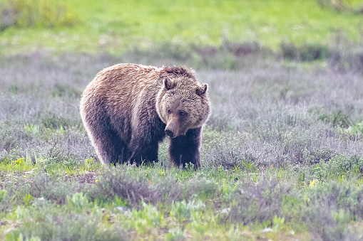 Grizzly bear front view