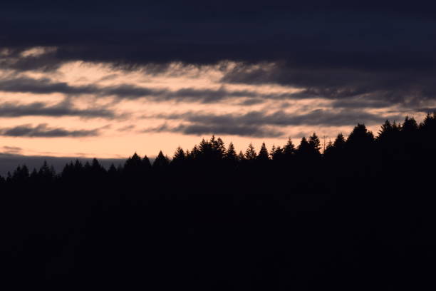 istock Noctilucent Clouds/Night Shinning During Dawn Against Coniferous Silhouetted Trees 1248629966