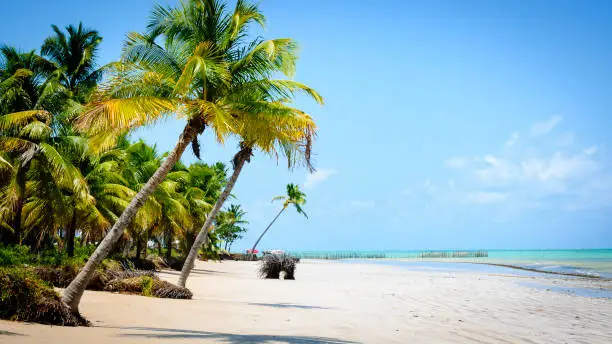 Beach Coconut Trees