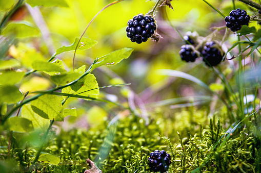 Blackberry, black forest raspberry