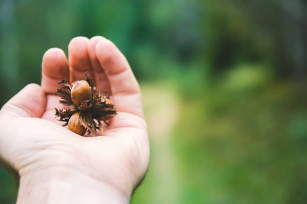 A man holds a hazelnut in his hand