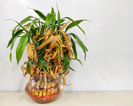 Dry lucky decorative bamboo plant aka Withered Dracaena Sanderiana  in Glass vase on White background.