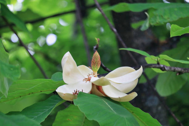 M. hypoleuca. M. hypoleuca.
Parkna trees.
A flower blooming on a high tree. magnolia white flower large stock pictures, royalty-free photos & images