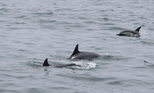 A snapshot of a trio of dolphins swimming in the Pacific Ocean...off the coast of Dana Point in California.