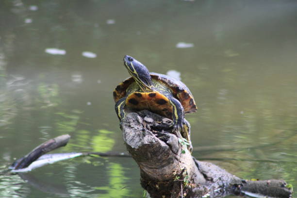 istock Slider turtle enjoying the sun 1248631686